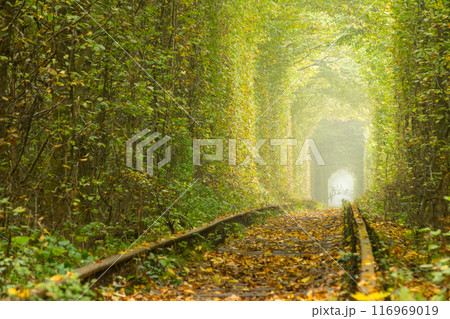 Rusty Rails in the Ukrainian Tunnel of Love 116969019