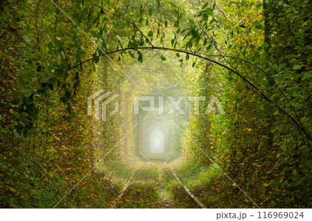 Green Arch in the Ukrainian Tunnel of Love Green Arch in the Ukrainian Tunnel of Love 116969024