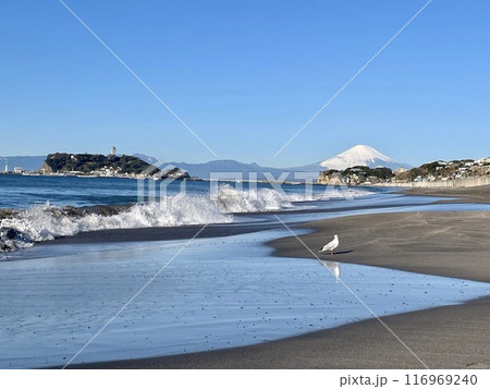 七里ヶ浜から望む江ノ島、雪の富士山とかもめ 116969240