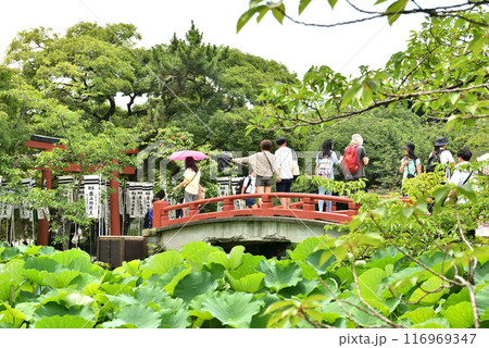 鶴岡八幡宮の源氏池に架かる赤い橋 鶴岡八幡宮の源氏池に架かる赤い橋 116969347