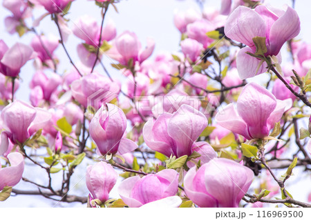 Pink magnolia flowers. Flower bud on a tree branch in the garden. Pink magnolia flowers. Flower bud on a tree branch in the garden. 116969500