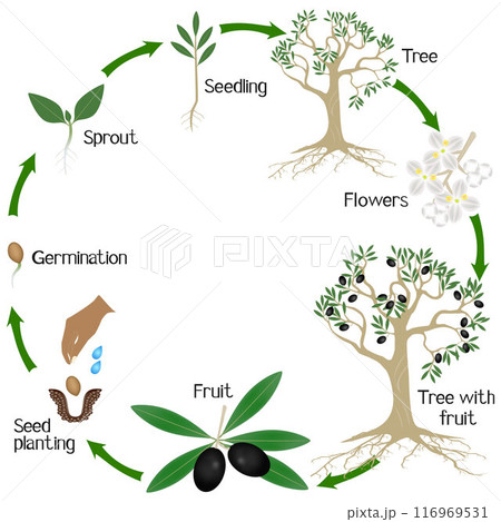 Cycle of a olives plant growth isolated on white background. 116969531