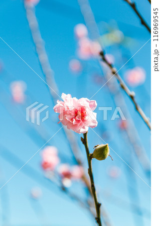Close up pink sakura flower 116969545