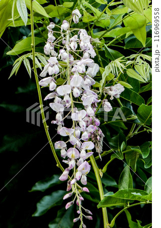 季節外れのフジの花　夏に咲いたフジ一輪 116969558