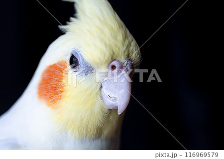 黄色いオカメインコ 116969579