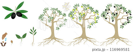 Cycle of growth of a plant of a olives isolated on a white background. 116969581