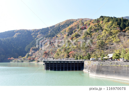 奥多摩湖 紅葉 奥多摩湖 紅葉 116970078