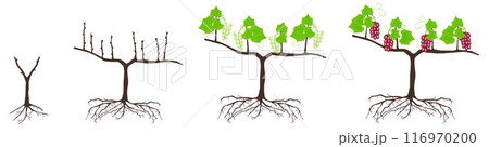 Cycle of growth of a plant of a grapes isolated on a white background. 116970200