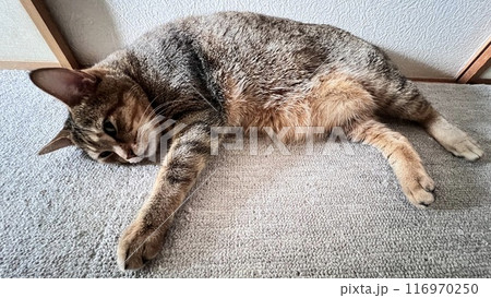 【保護猫】暑い日に和室でくつろぐ4歳のキジトラ猫 116970250