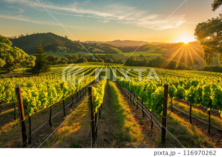 Beautiful Sunset Sky in Napa Valley Wine Country on Spring Vineyards , Mountains 116970262