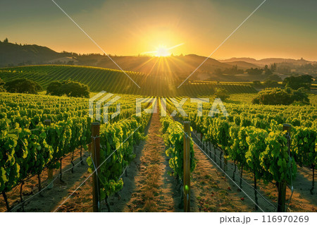 Beautiful Sunset Sky in Napa Valley Wine Country on Spring Vineyards , Mountains 116970269