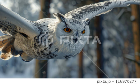 A stunning great grey owl spreads its wings wide as it flies through a forest 116970277