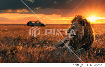 Large male lion next to safari jeep on game drive in African Serengeti savanna grassland of Masai Large male lion next to safari jeep on game drive in African Serengeti savanna grassland of Masai 116970284