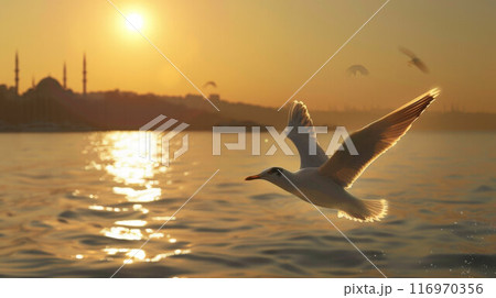 A seagull flying over the water at sunset. Close-up on the background of the city 116970356