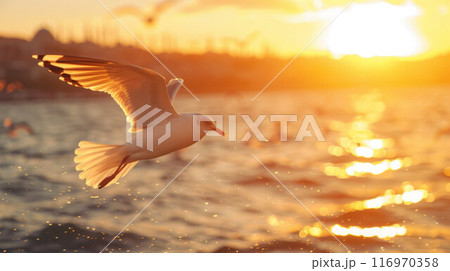 A seagull flying over the water at sunset. Close-up on the background of the city 116970358