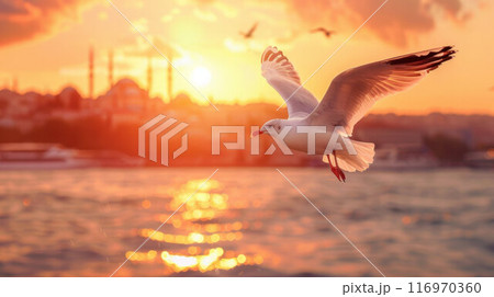 A seagull flying over the water at sunset. Close-up on the background of the city A seagull flying over the water at sunset. Close-up on the background of the city 116970360