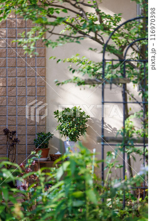 戸建て住宅の玄関の花と植木 戸建て住宅の玄関の花と植木 116970398