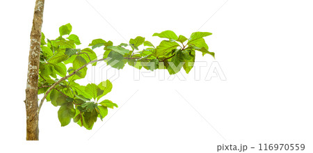 A cut-out of a teak tree on a white background with clipping paths. 116970559