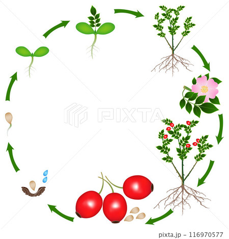 Life cycle of a rose hips plant on a white background. Life cycle of a rose hips plant on a white background. 116970577
