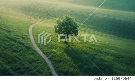 Green tree on a green meadow 116970644