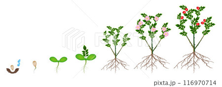 Cycle of growth of a plant of a rose hips isolated on a white background. 116970714