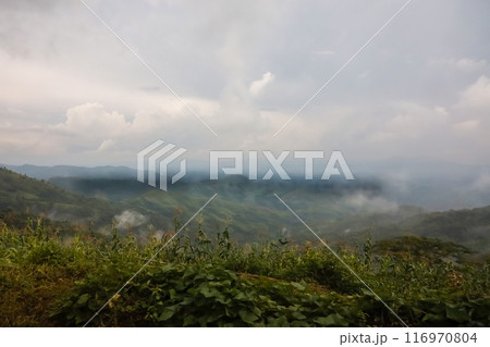 View of fog in forest on top tree in mountain at thailand View of fog in forest on top tree in mountain at thailand 116970804