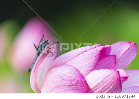 ハスの花に止まるトンボ 116971244