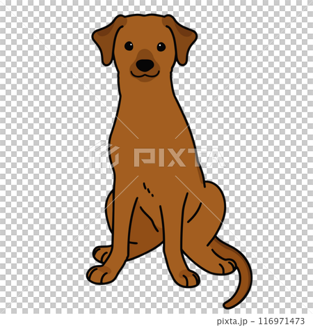 坐式羅德西亞脊背犬與主線的插圖 116971473
