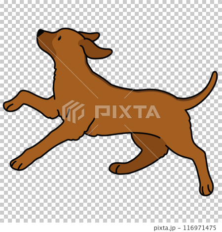 Illustration of a running Rhodesian Ridgeback with main lines 116971475