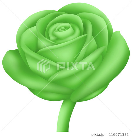 Green rose isolated on white 116971582