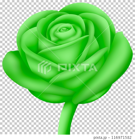 Green rose isolated on white 116971582