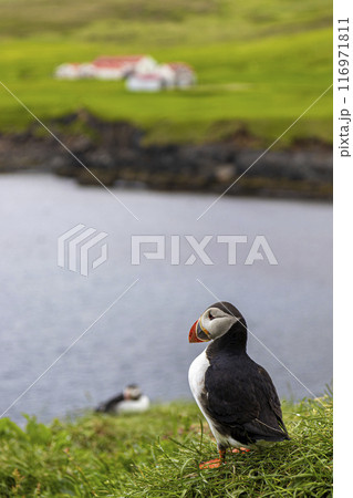 Atlantic puffin standing on green gras 116971811