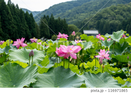 上品で可憐な花を咲かせる花はす公園の蓮の花|福井県南越前町 上品で可憐な花を咲かせる花はす公園の蓮の花|福井県南越前町 116971865