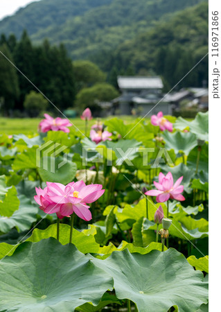 上品で可憐な花を咲かせる花はす公園の蓮の花|福井県南越前町 上品で可憐な花を咲かせる花はす公園の蓮の花|福井県南越前町 116971866