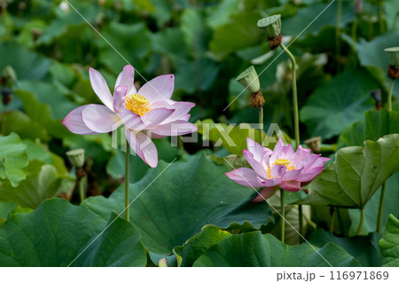 上品で可憐な花を咲かせる花はす公園の蓮の花|福井県南越前町 上品で可憐な花を咲かせる花はす公園の蓮の花|福井県南越前町 116971869
