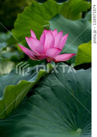 上品で可憐な花を咲かせる花はす公園の蓮の花|福井県南越前町 上品で可憐な花を咲かせる花はす公園の蓮の花|福井県南越前町 116971874