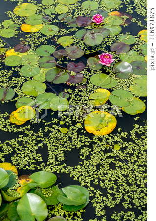 上品で可憐な花を咲かせる花はす公園の蓮の花|福井県南越前町 上品で可憐な花を咲かせる花はす公園の蓮の花|福井県南越前町 116971875