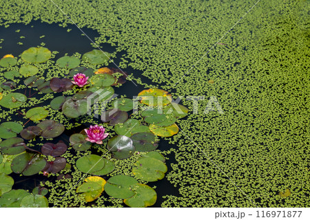 上品で可憐な花を咲かせる花はす公園の蓮の花｜福井県南越前町 116971877