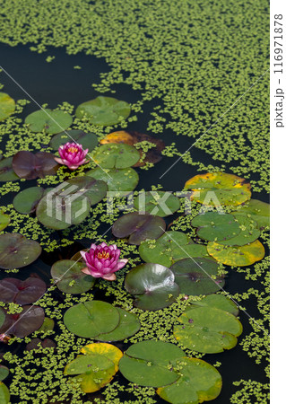上品で可憐な花を咲かせる花はす公園の蓮の花｜福井県南越前町 116971878
