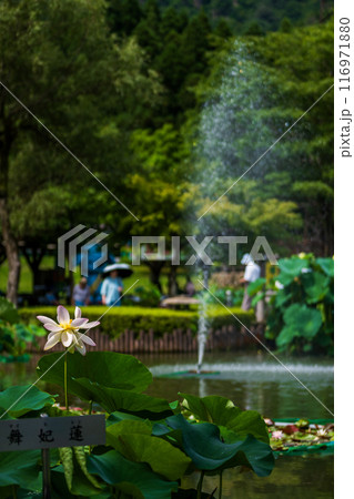 上品で可憐な花を咲かせる花はす公園の蓮の花｜福井県南越前町 116971880