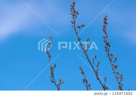 立ち枯れした冬のヨモギと夕暮れの冬空 116971892