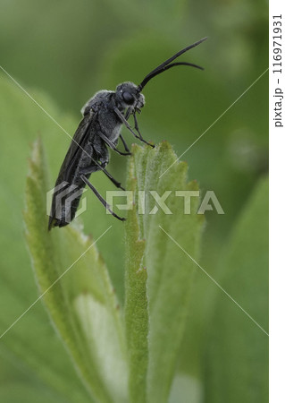Closeup on a dark grey-black sawfly, Dolerus species on a green leaf Closeup on a dark grey-black sawfly, Dolerus species on a green leaf 116971931