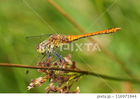 Full body closeup on a young male Ruddy darter, SYmpetrum sangiuneum against a green background Full body closeup on a young male Ruddy darter, SYmpetrum sangiuneum against a green background 116971944