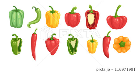 Various bell peppers. Cartoon red green yellow orange sweet paprika, fresh organic vegetable for cooking and healthy eating. Vector colorful set of food vegetable illustration Various bell peppers. Cartoon red green yellow orange sweet paprika, fresh organic vegetable for cooking and healthy eating. Vector colorful set of food vegetable illustration 116971981