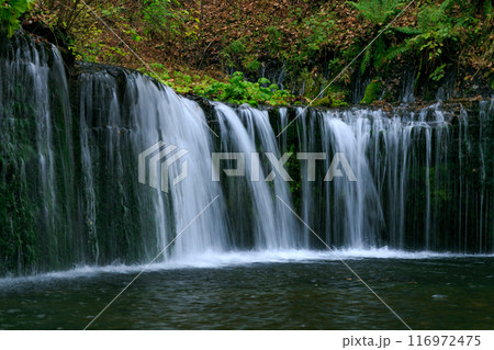 秋の軽井沢 白糸の滝(日本長野県北佐久郡軽井沢町) 秋の軽井沢 白糸の滝(日本長野県北佐久郡軽井沢町) 116972475