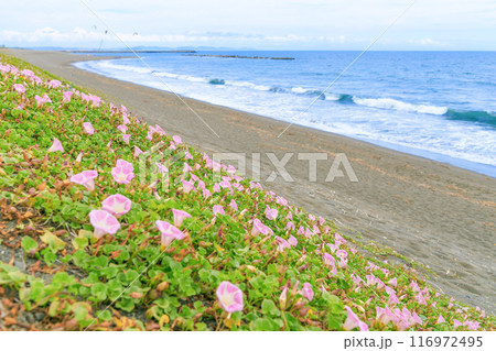 ハマヒルガオが咲く海岸 116972495