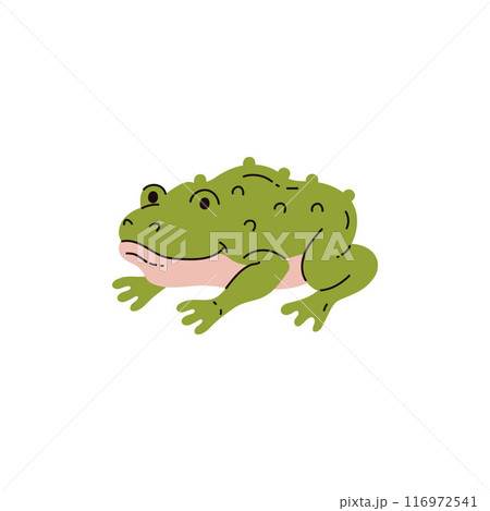 Toad sitting vector flat icon, cute funny toad wild amphibian reptile animal, green frog with large bumps on skin Toad sitting vector flat icon, cute funny toad wild amphibian reptile animal, green frog with large bumps on skin 116972541