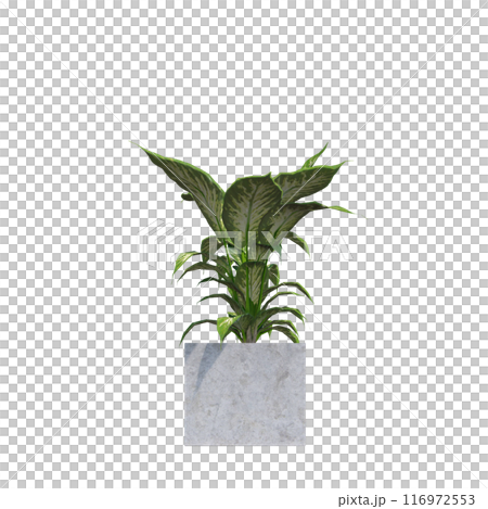 tropical plant pot green leaf white background 3d render illustration. plant tree houseplant botanical nature indoor garden decoration natural decoration flora. plants object isolated potted design. 116972553