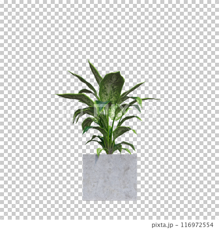 tropical plant pot green leaf white background 3d render illustration. plant tree houseplant botanical nature indoor garden decoration natural decoration flora. plants object isolated potted design. 116972554