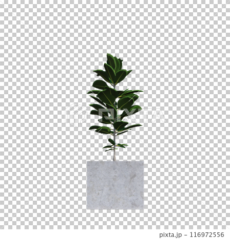 tropical plant pot green leaf white background 3d render illustration. plant tree houseplant botanical nature indoor garden decoration natural decoration flora. plants object isolated potted design. tropical plant pot green leaf white background 3d render illustration. plant tree houseplant botanical nature indoor garden decoration natural decoration flora. plants object isolated potted design. 116972556